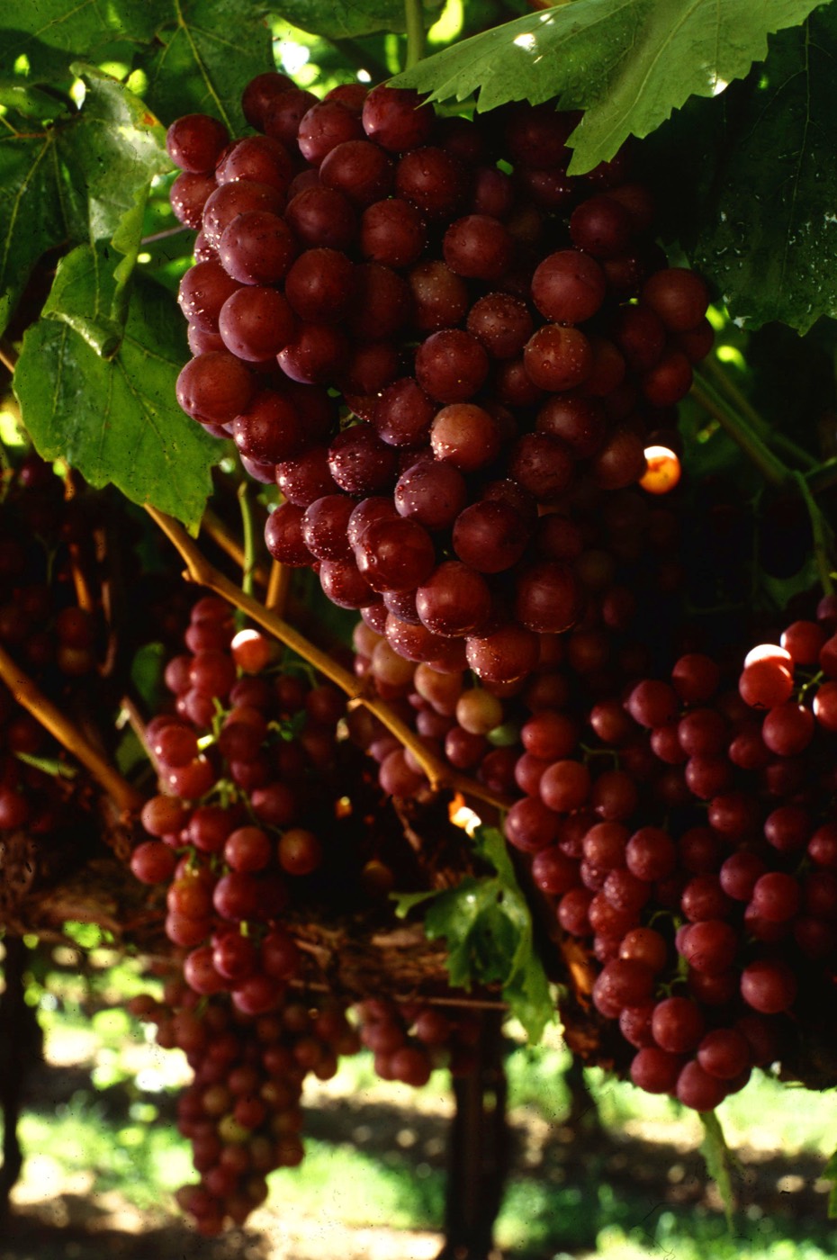 Flame Seedless Grapes