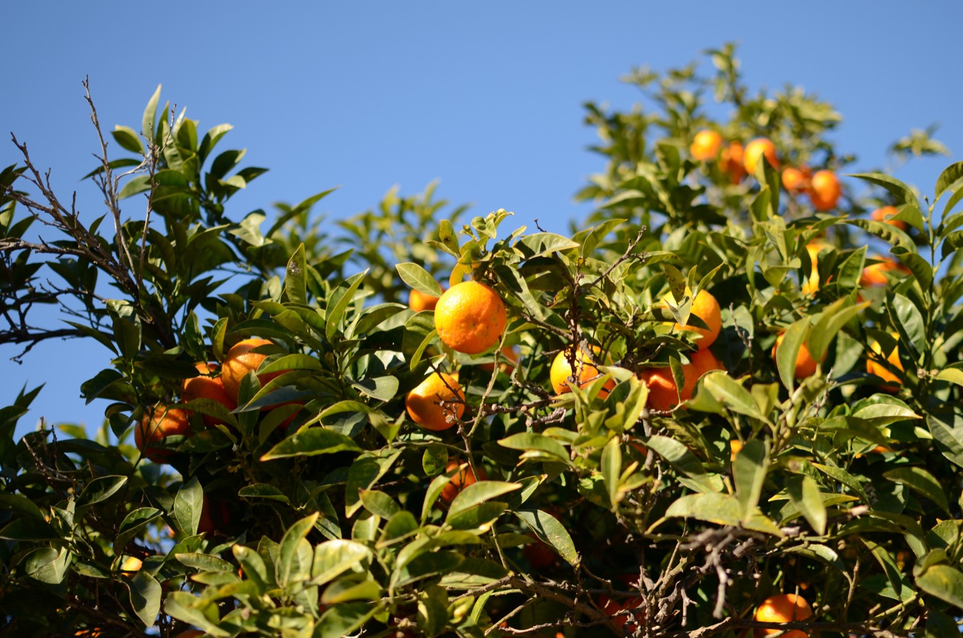 Valencia Oranges